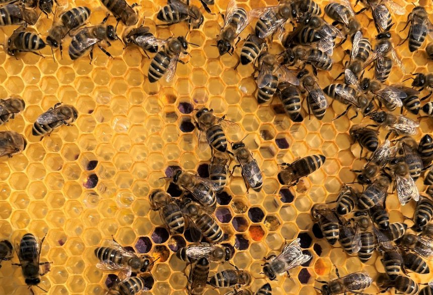 Včely na Brumlovce