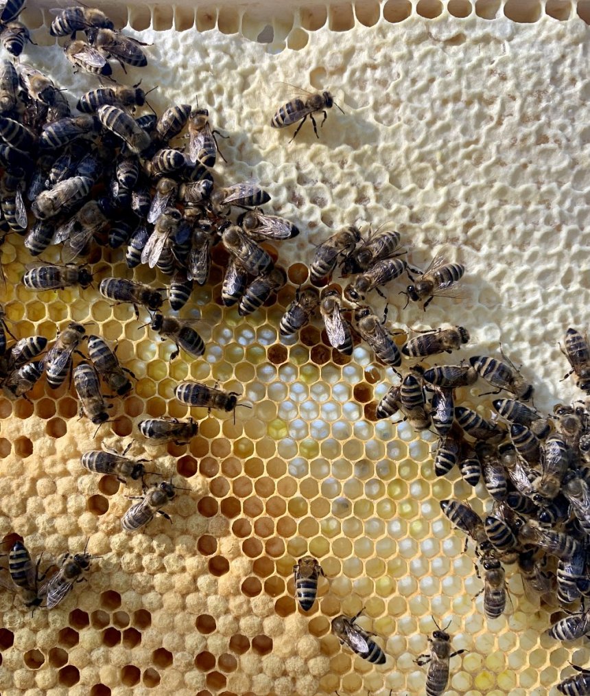 Brumlovka has welcomed brand new tenants, and this time they are bees and two new hives